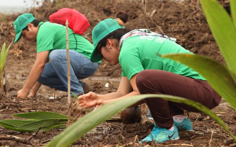 reforestación 18