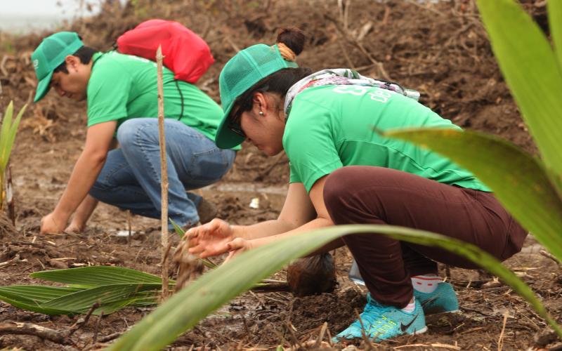 reforestación 18